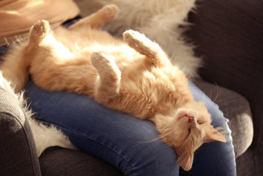 rudy kot śpi na kolanach