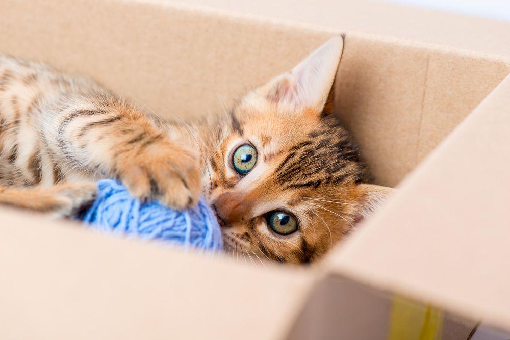 kot bawi się w pudełku