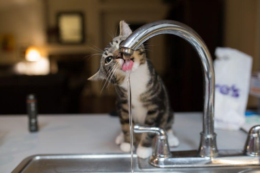 Mały kot pije wodę z kranu