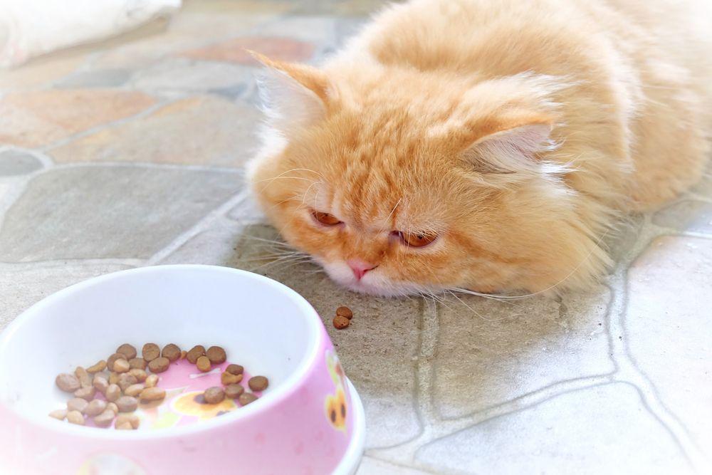 kot przy misce nie je