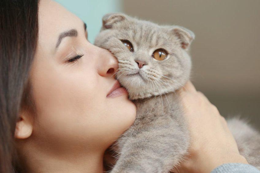 kot ociera się o twarz kobiety