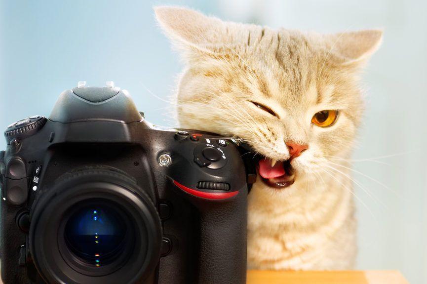 kot i aprat fotograficzny
