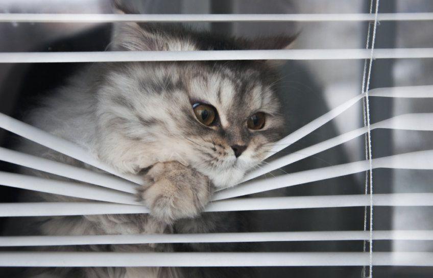 Kot wygląda przez żaluzje w oknie