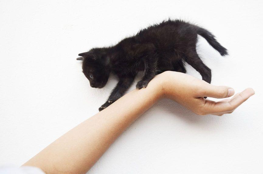 czarny kot do adopcji