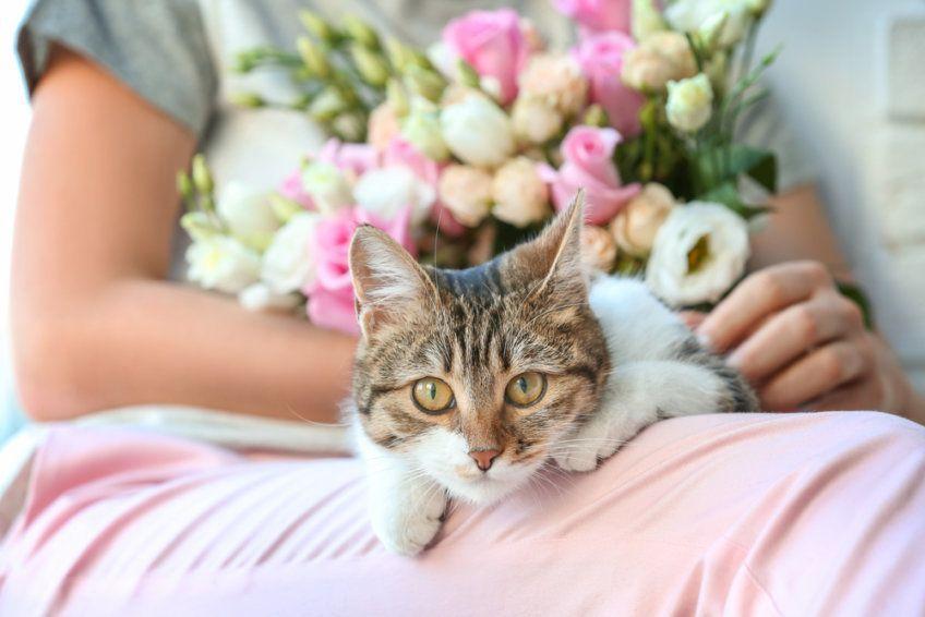 kot z kwiatami