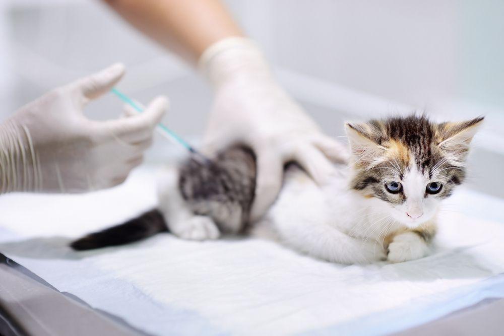 szczepienie kociaka