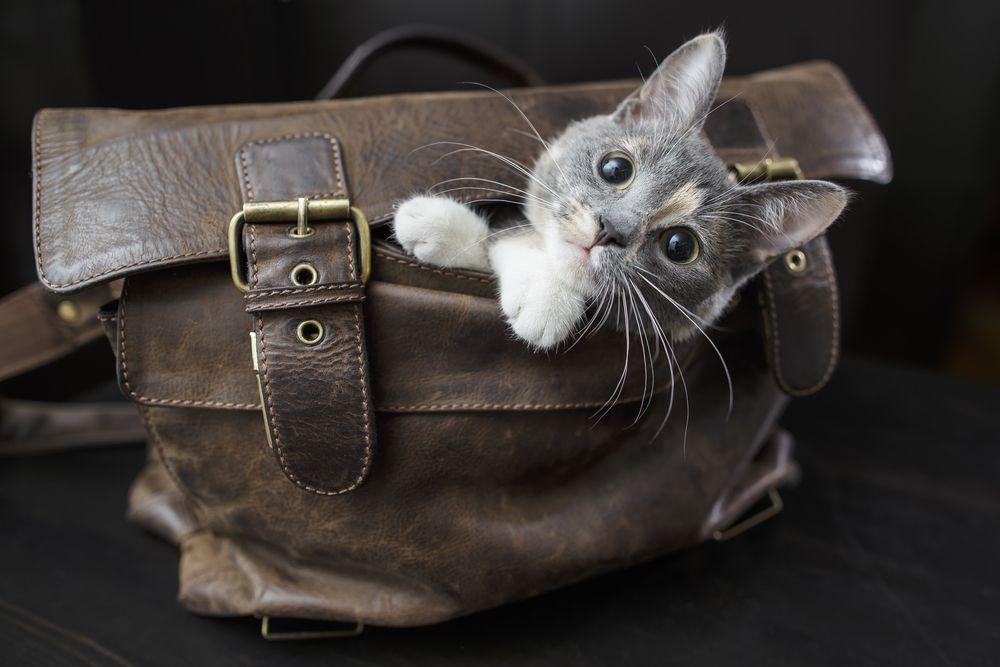 kot w torbie