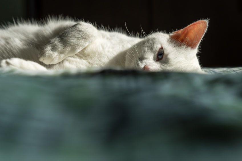 Zdjęcie połowy leżącego białego kota