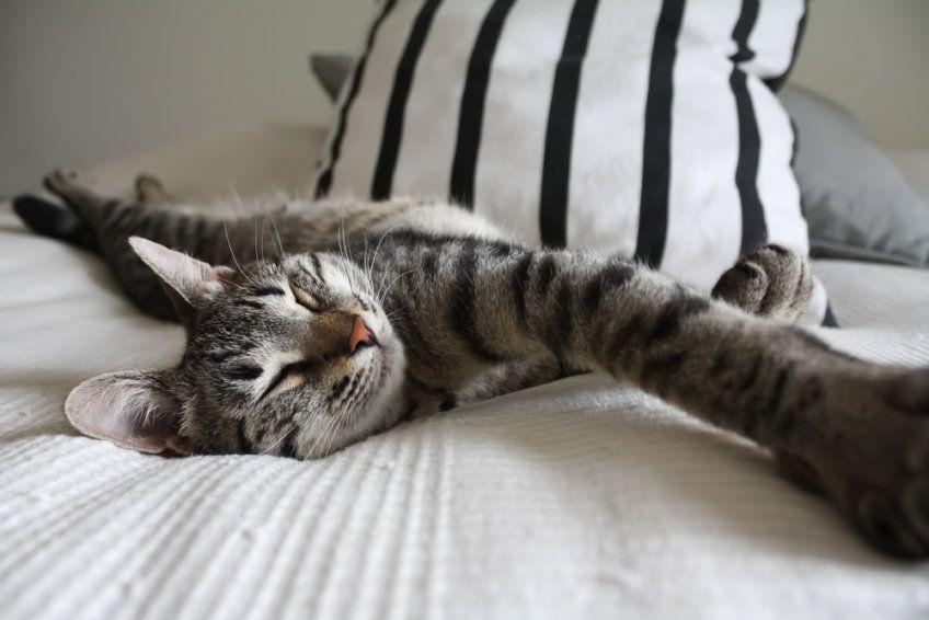 Zrelaksowany kot na łóżku