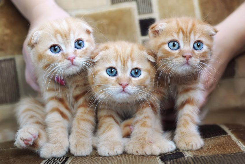 trzy małe rude kotki