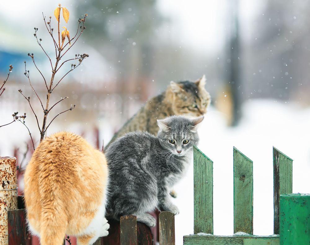 koty wiejskie zimą