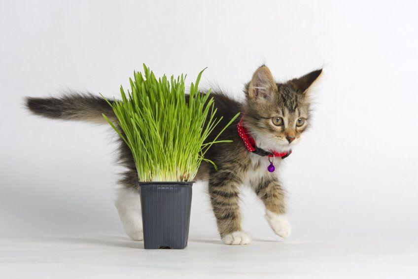 Trujące rośliny są bardzo niebezpieczne dla małych kotów