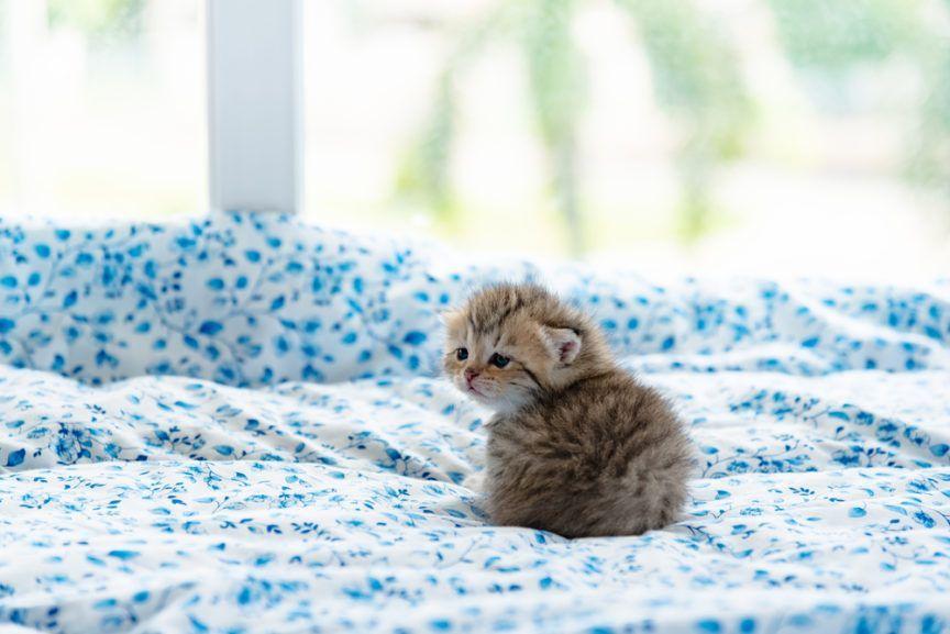 mały kociak na łóżku