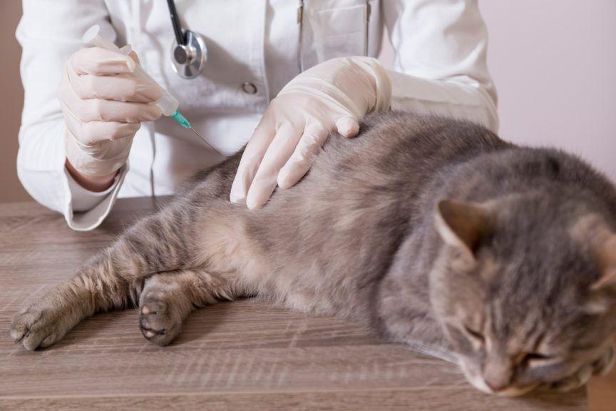 szczepienie kota w lecznicy