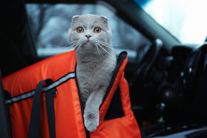 Kot w czerwnym transporterku