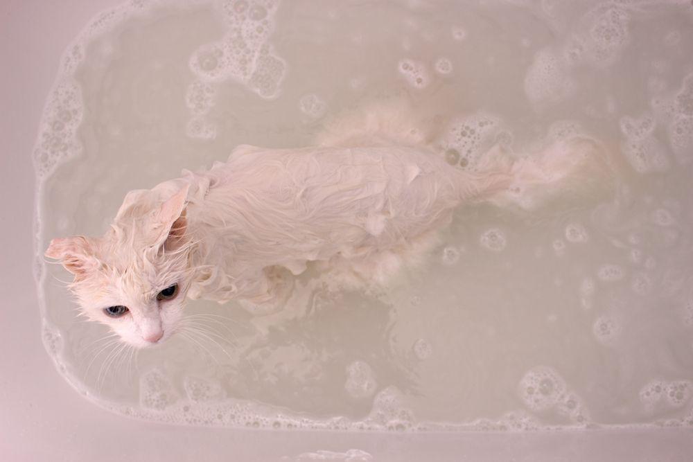 dlaczego koty boją się wody