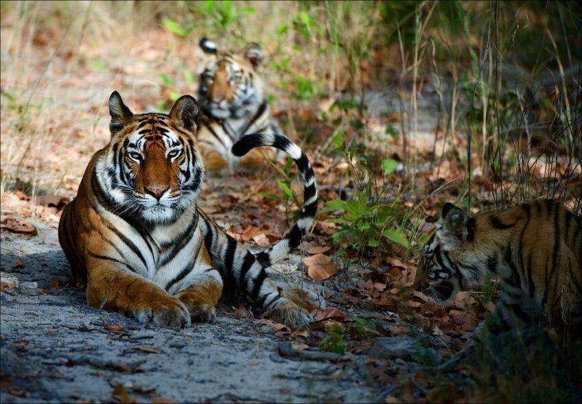 tygrysy bengalskie