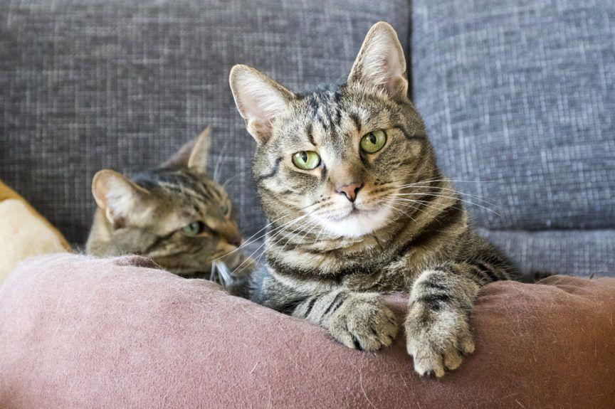 dwa bure koty na kanapie