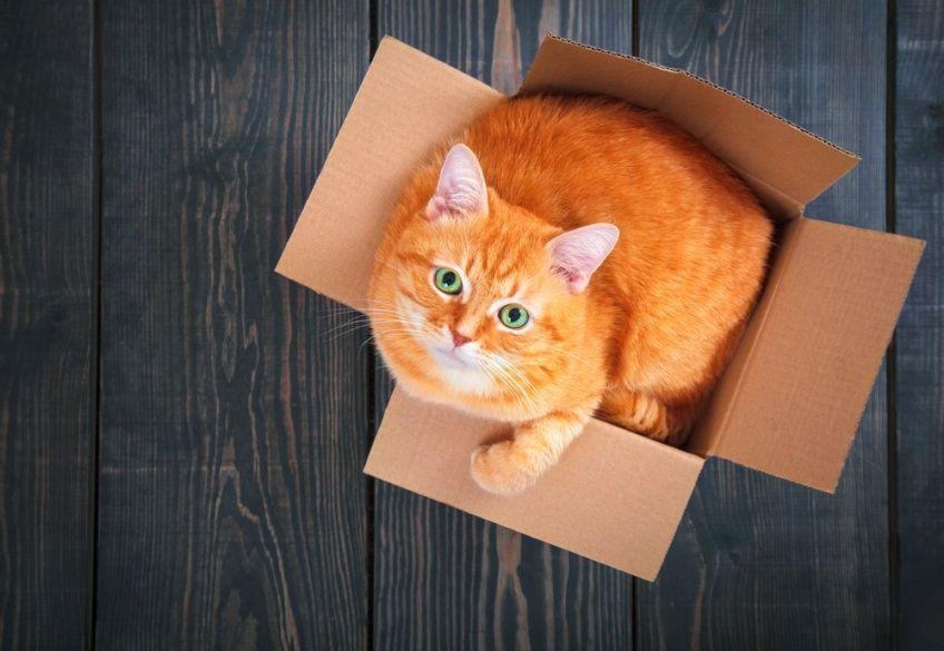 rudy kot w pudełku