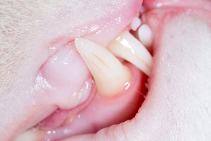 krwawy rowek w kocich zębach
