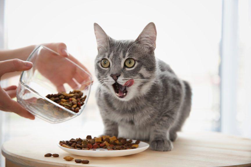 kobieta dosypuje kotu jedzenie
