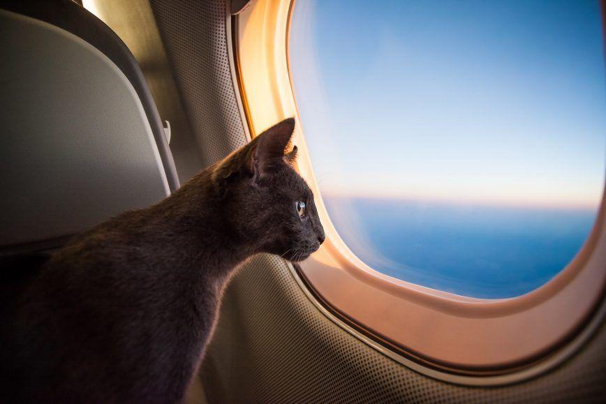 kot w samolocie