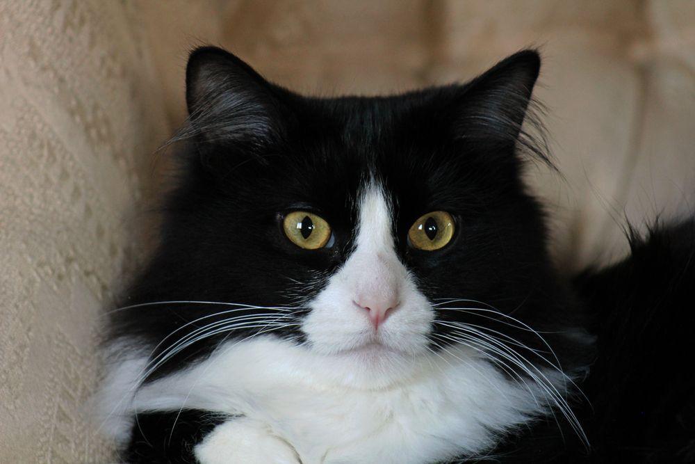 czarno biały kot pingwinek tuxedo cat