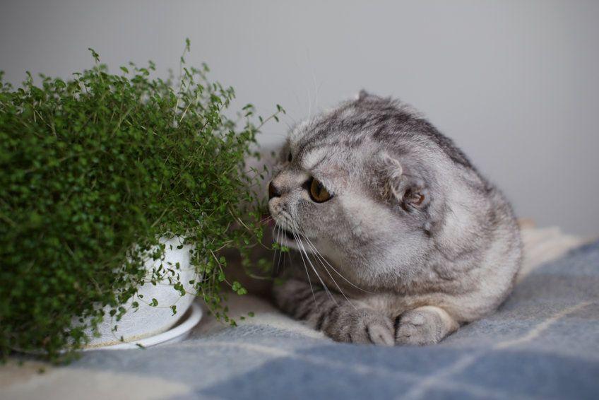 Podgryzanie roślin może być niebezpieczne dla kota