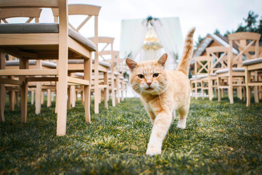 Rudy kot idzie po trawie w miejscu ślubnej ceremonii 