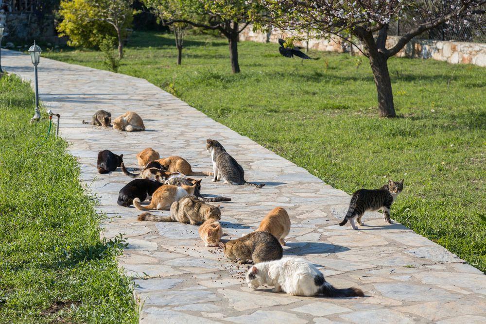 koty wolno żyjące w parku