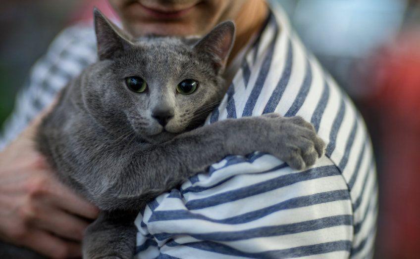 kot rosyjski niebieskie przytula się