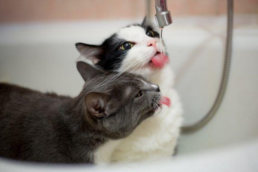 koty piją wodę