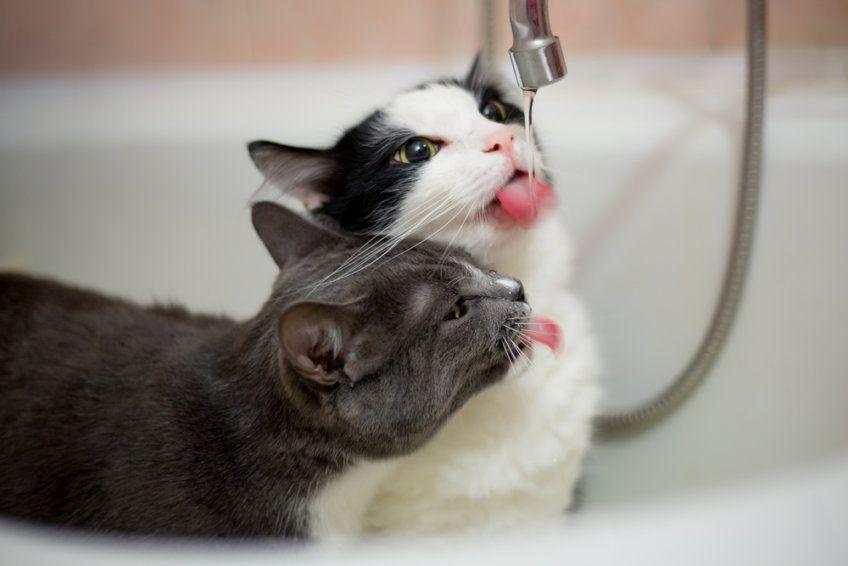 dwa koty piją wodę z kranu