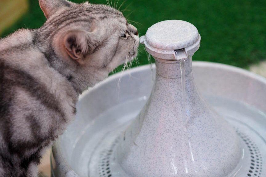 Kot pije wdę z fontanny