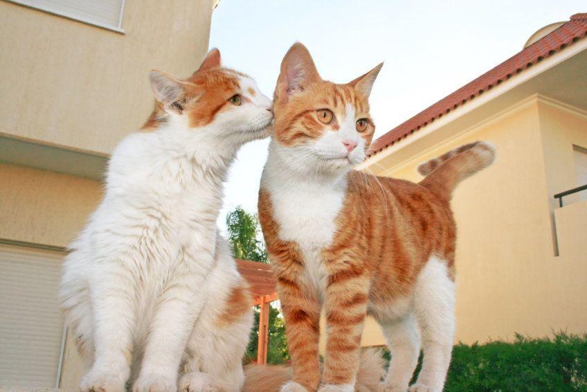 Dwa biało rude koty