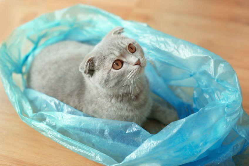 Kot siedzi w plastikowym worku