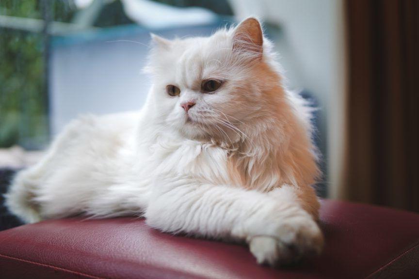 Biały kot perski leży