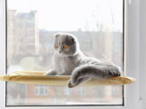 Kot na półce w oknie