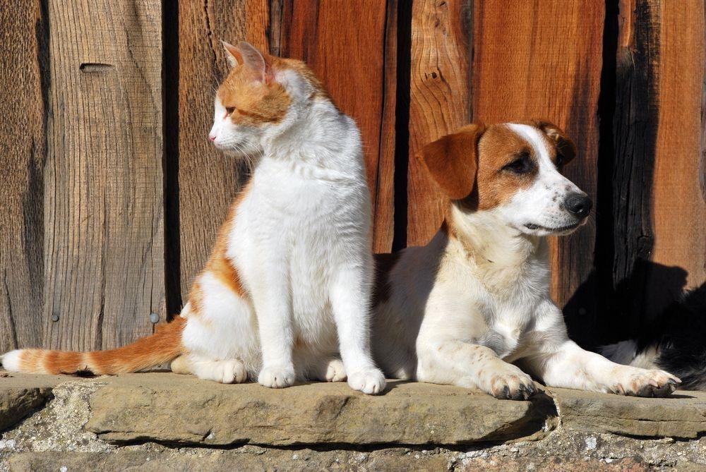 kot czy pies