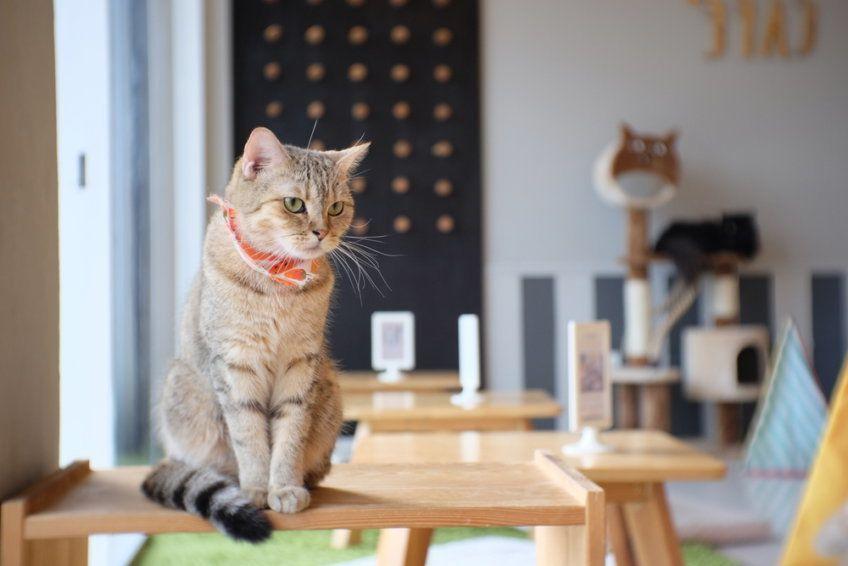 kocia kawiarnia, kot siedzi na stole