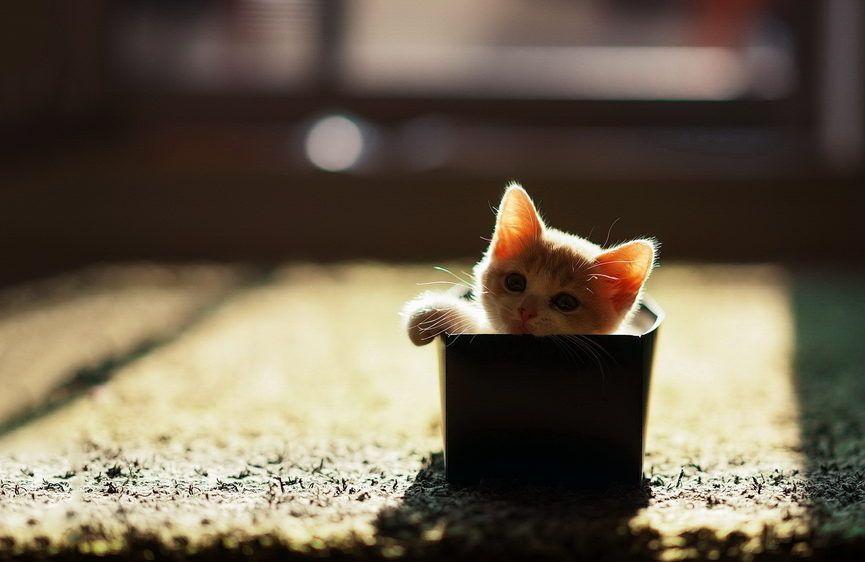 mały kot w pudełku wzruszające zdjęcie