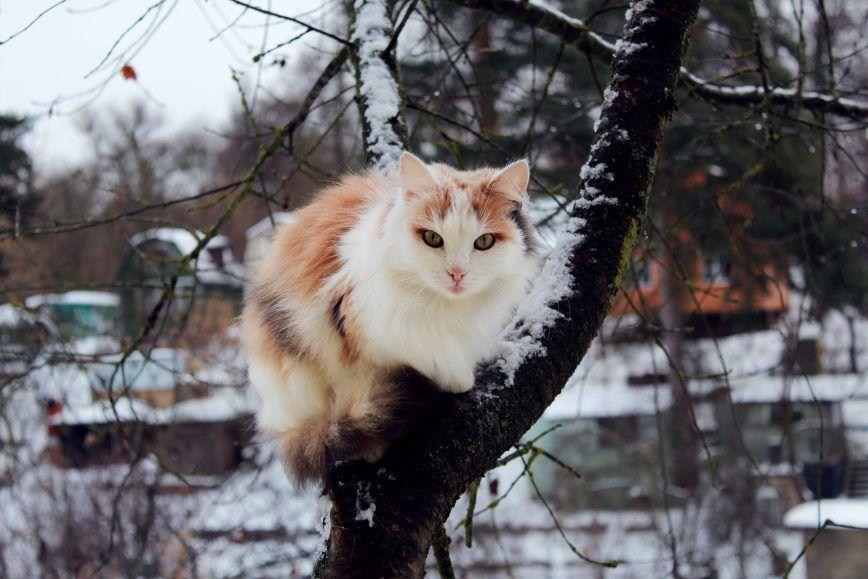 Kot zimą na drzewie