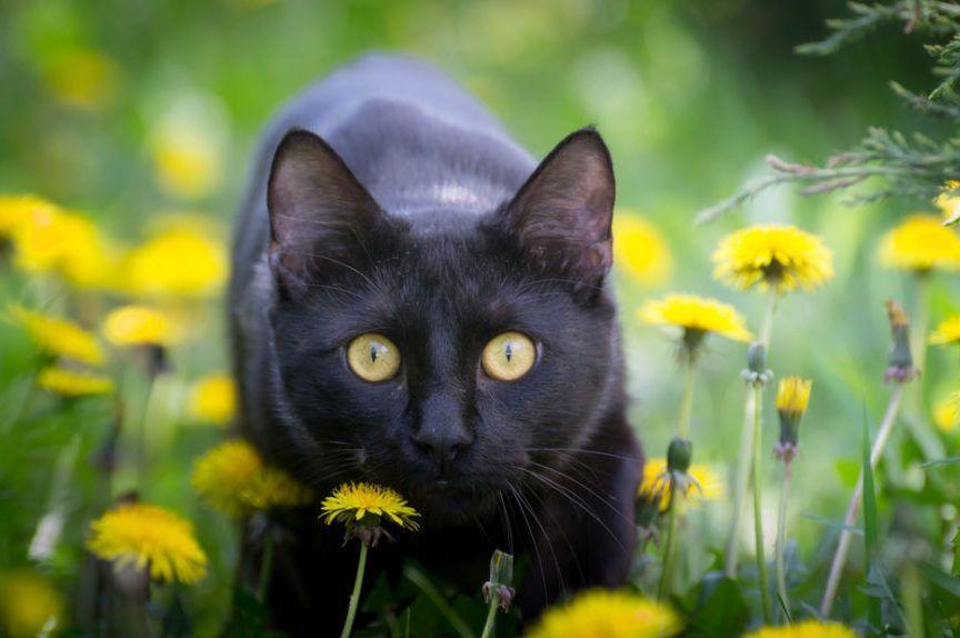 czarny kot na trawie