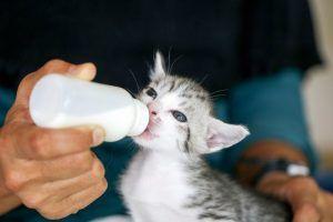 Kociak pijący mleko