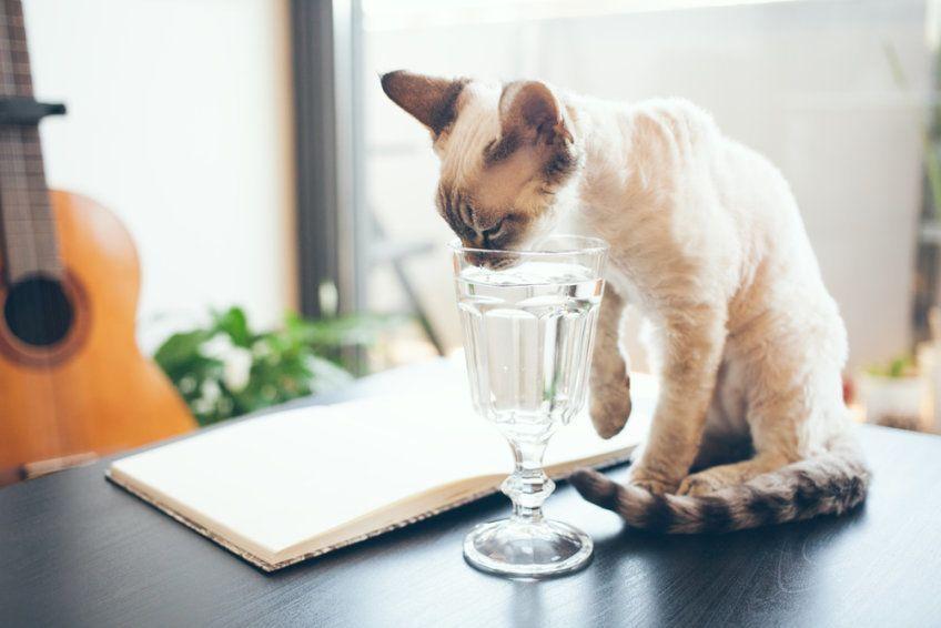 kot pije wodę ze szklanki