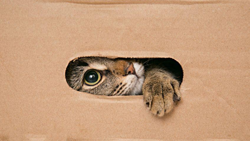 kot ukryty w tekturowym pudełku