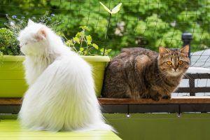 Koty na osiatkowanym balkonie