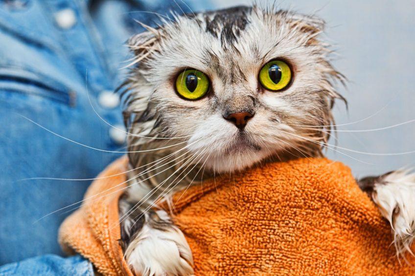 Kot po kąpieli