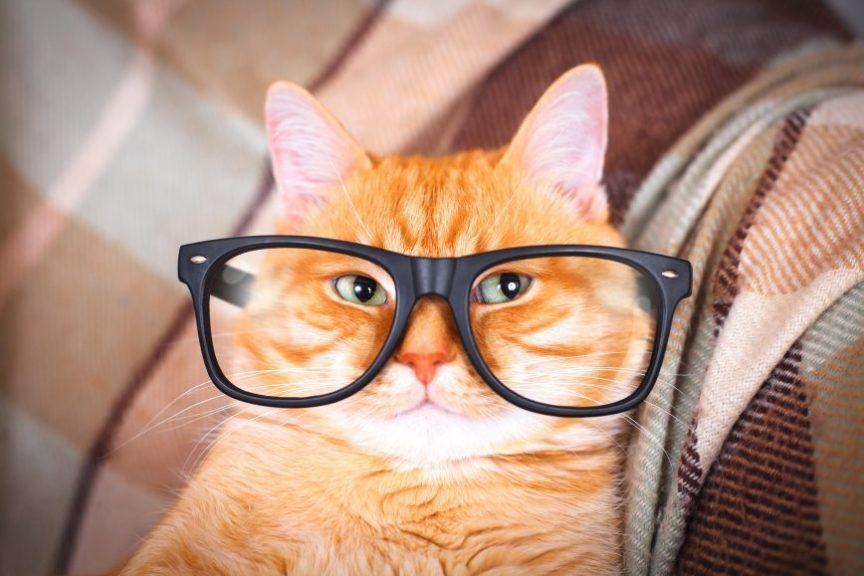 kot w okularach
