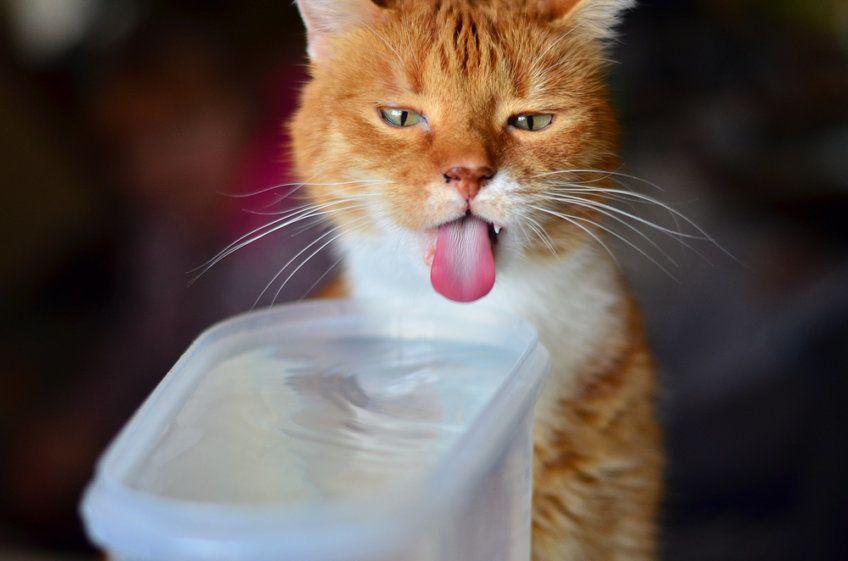 rudy kot liże plastikowy pojemnik